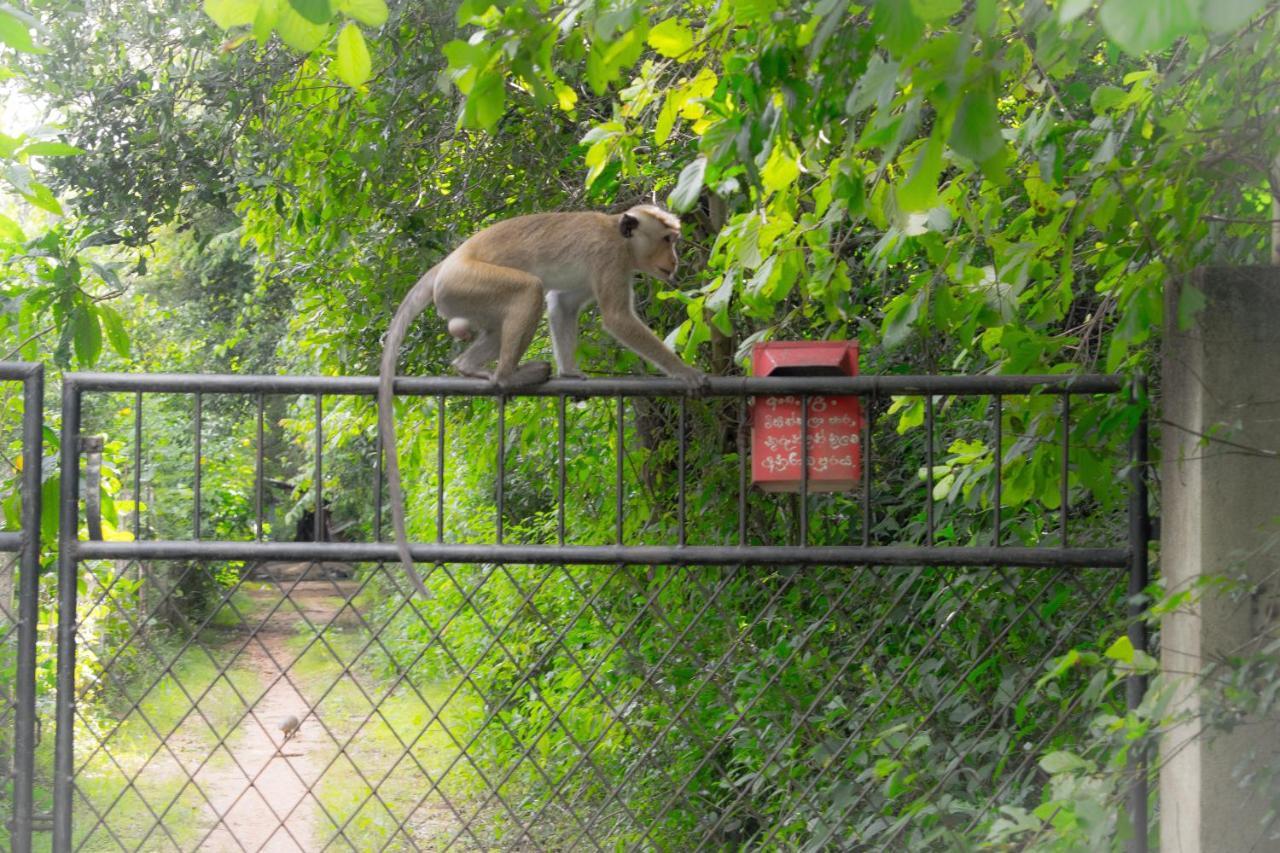 Green Cottage Anuradhapura Exteriör bild